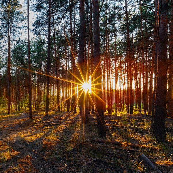 Sunshine through the forest